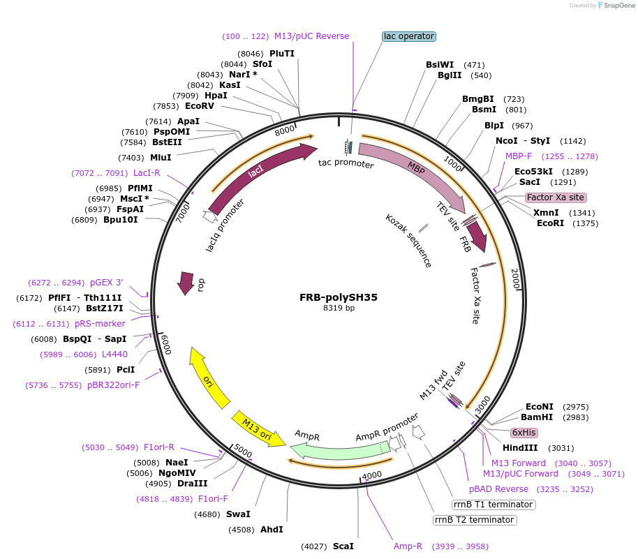 175234-plasmid-map-sequence-id-345294
