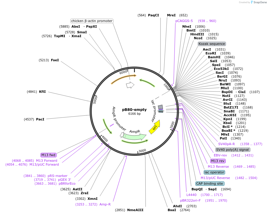 174621-plasmid-map-sequence-id-345336
