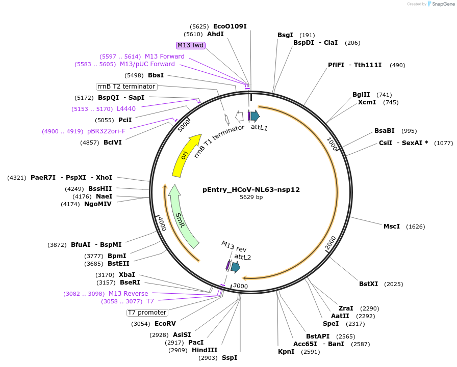 168927-plasmid-map-sequence-id-345342