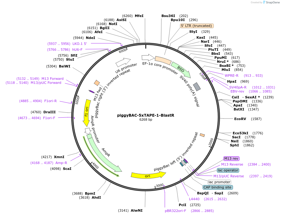 175808-plasmid-map-sequence-id-345343