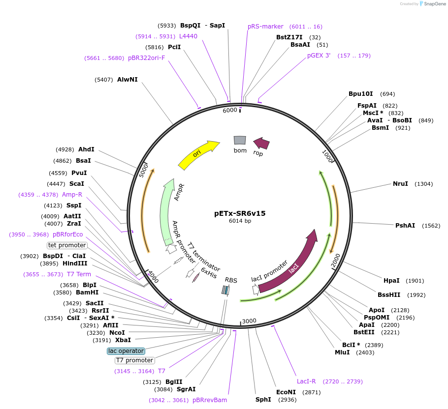 176212-plasmid-map-sequence-id-345345