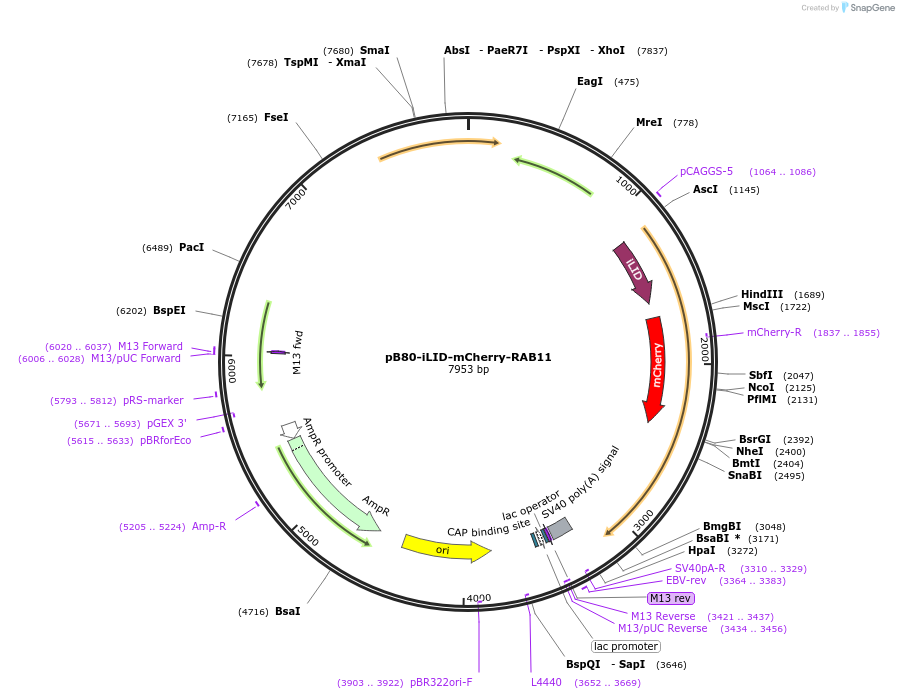 174623-plasmid-map-sequence-id-345346