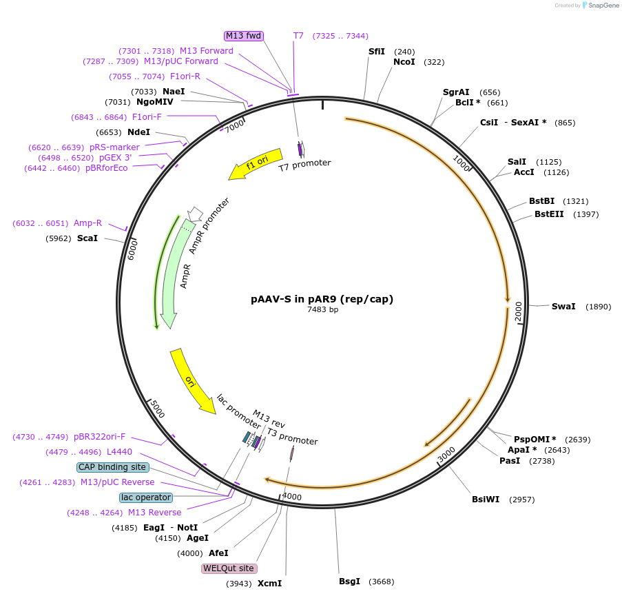 174539-plasmid-map-sequence-id-345353
