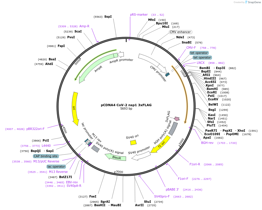 176057-plasmid-map-sequence-id-345355