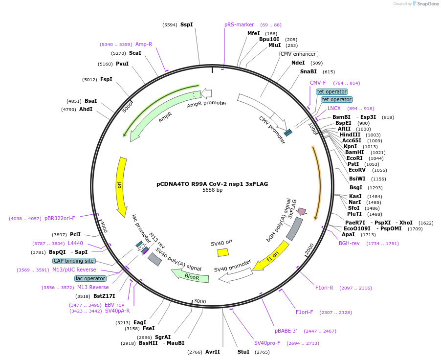 176061-plasmid-map-sequence-id-345357