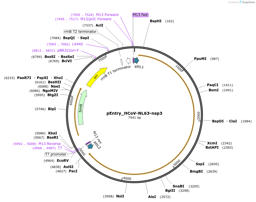 168930-plasmid-map-sequence-id-345359