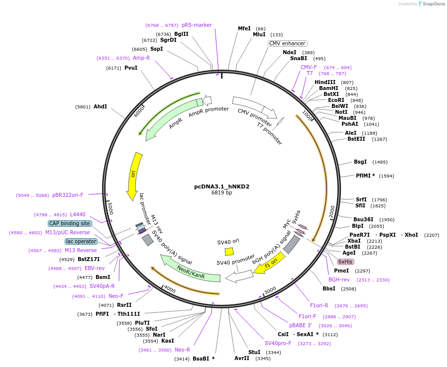 174329-plasmid-map-sequence-id-345366