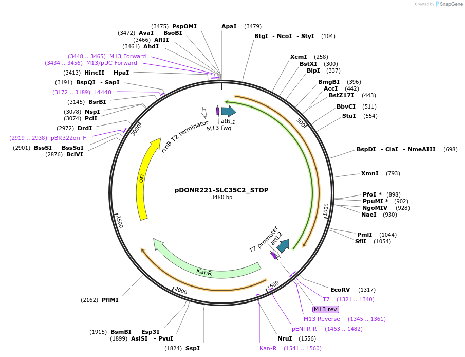161312-plasmid-map-sequence-id-345389