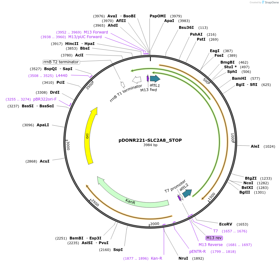 161315-plasmid-map-sequence-id-345390