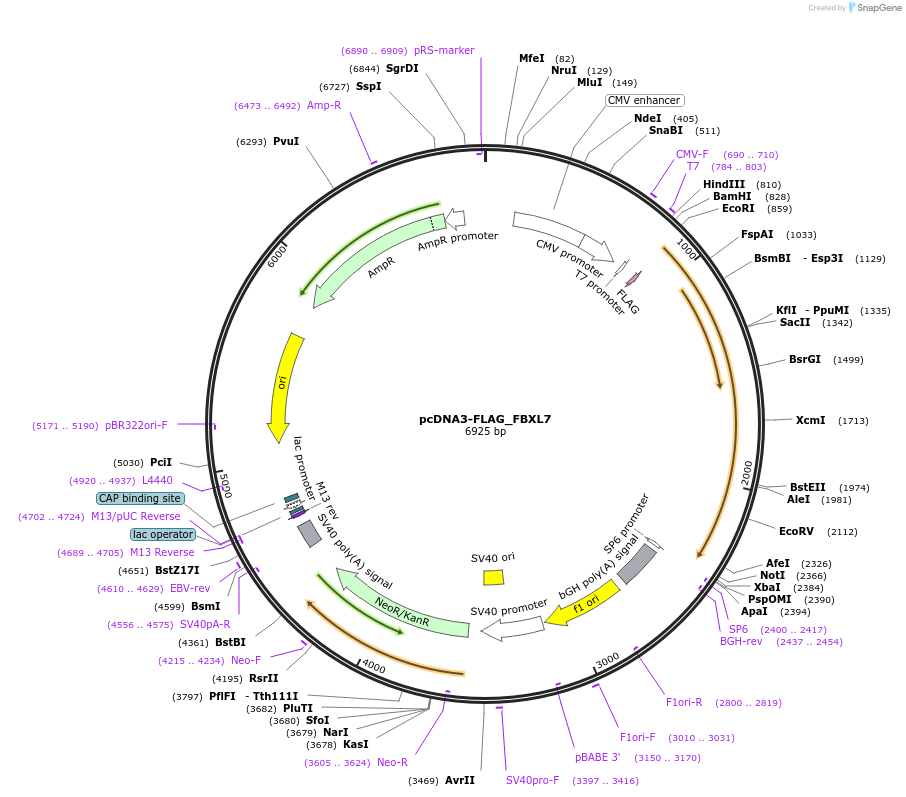 171848-plasmid-map-sequence-id-345391