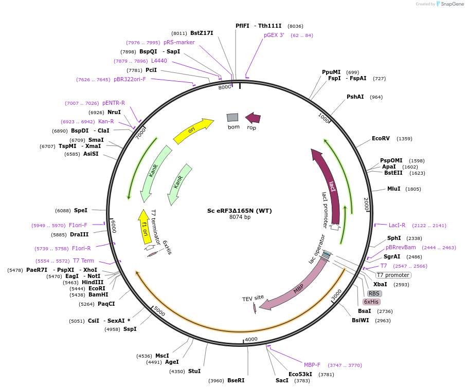 175418-plasmid-map-sequence-id-345395