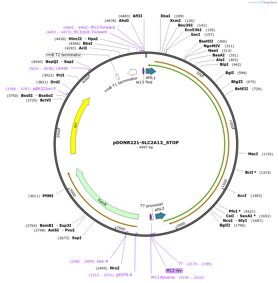 161316-plasmid-map-sequence-id-345399