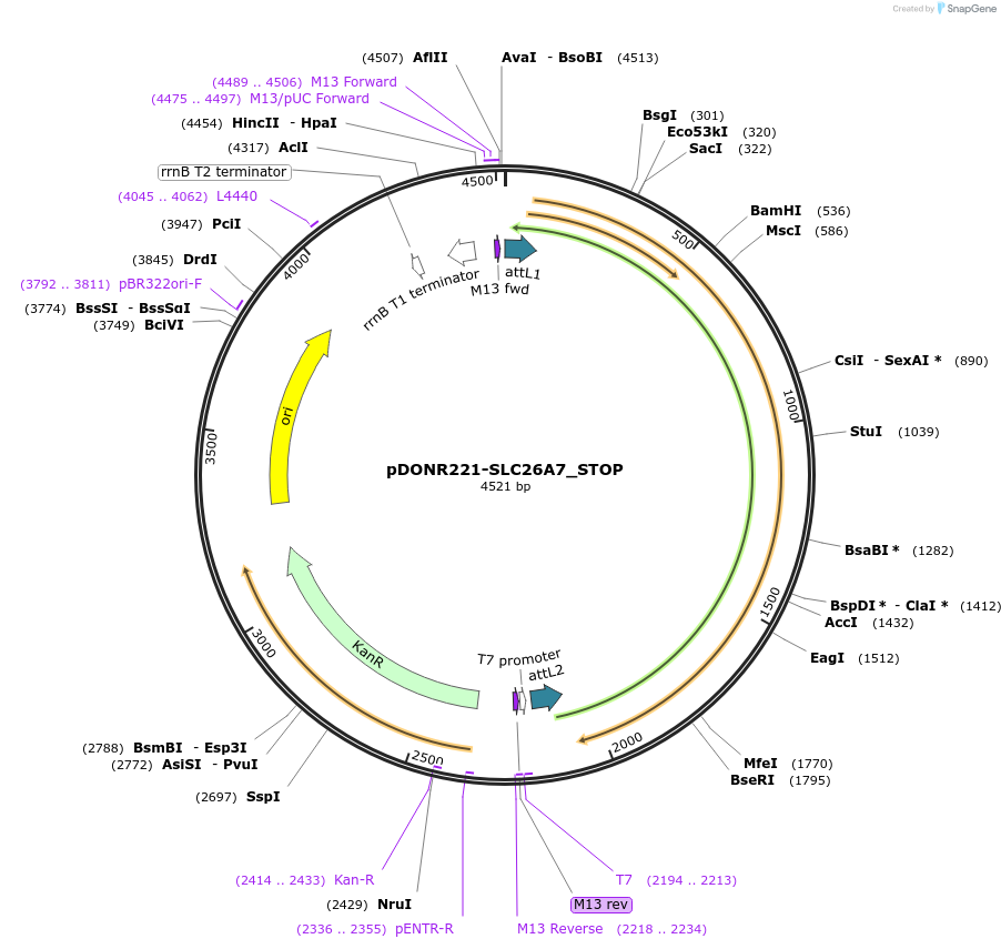 161318-plasmid-map-sequence-id-345401