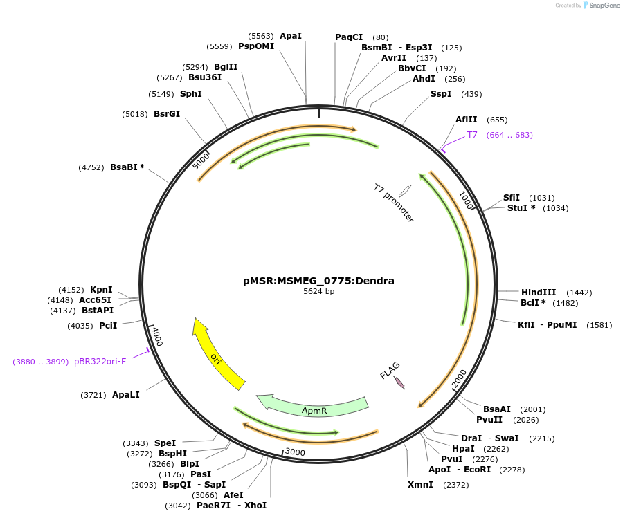 174919-plasmid-map-sequence-id-345405