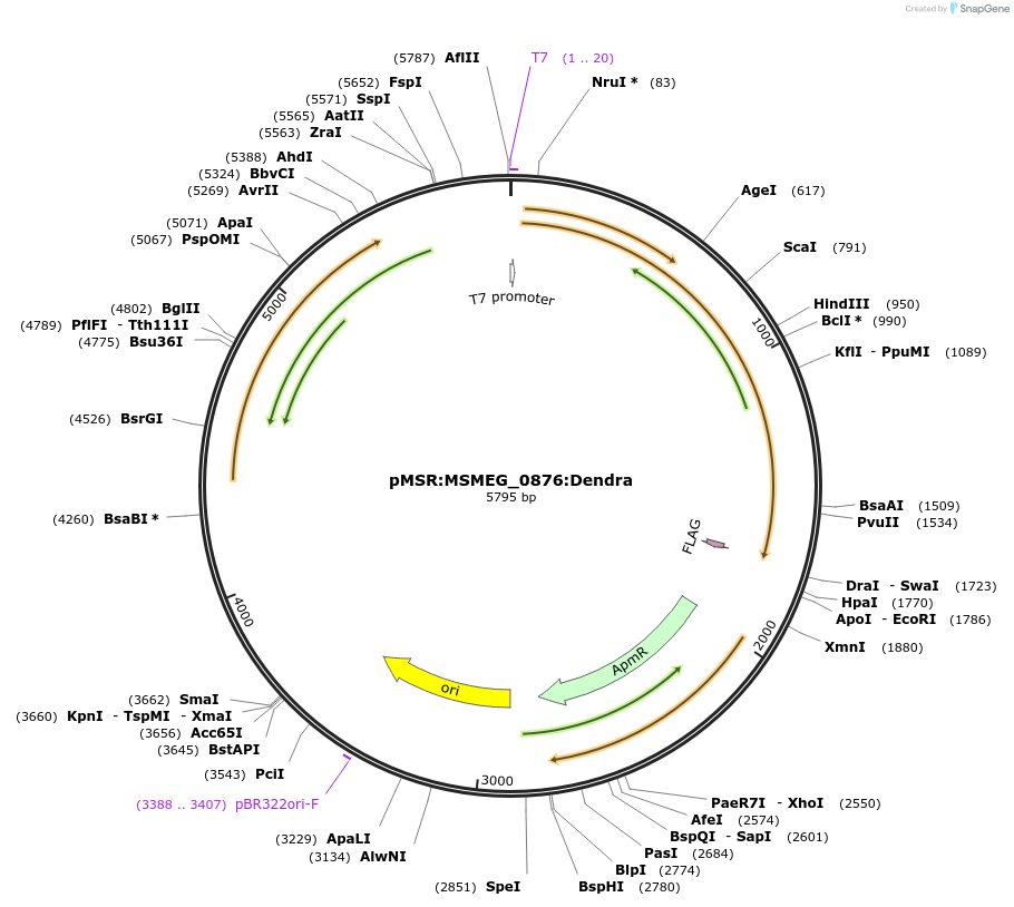 174927-plasmid-map-sequence-id-345406