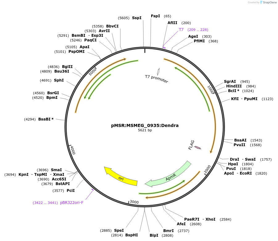 174943-plasmid-map-sequence-id-345408