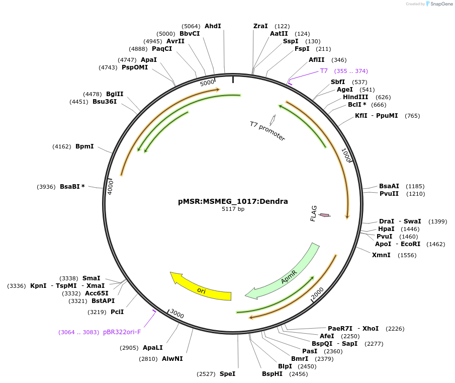 174967-plasmid-map-sequence-id-345409