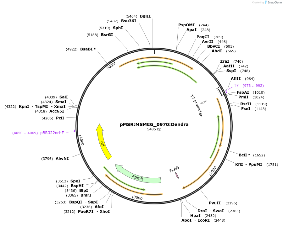 174959-plasmid-map-sequence-id-345411