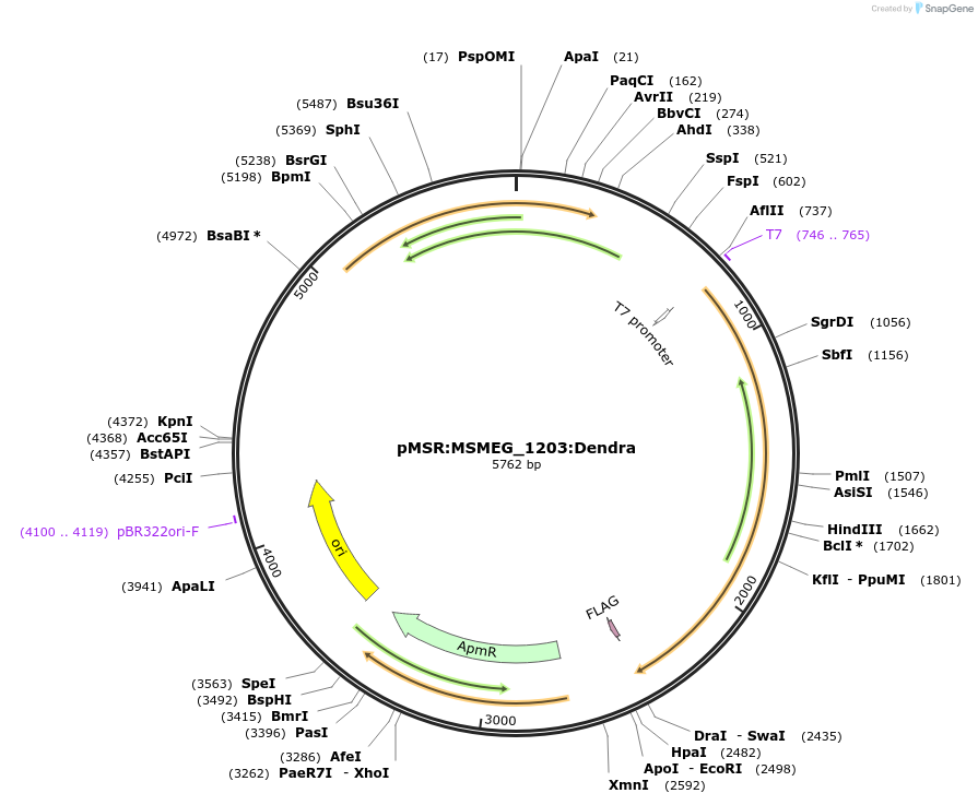 174991-plasmid-map-sequence-id-345414