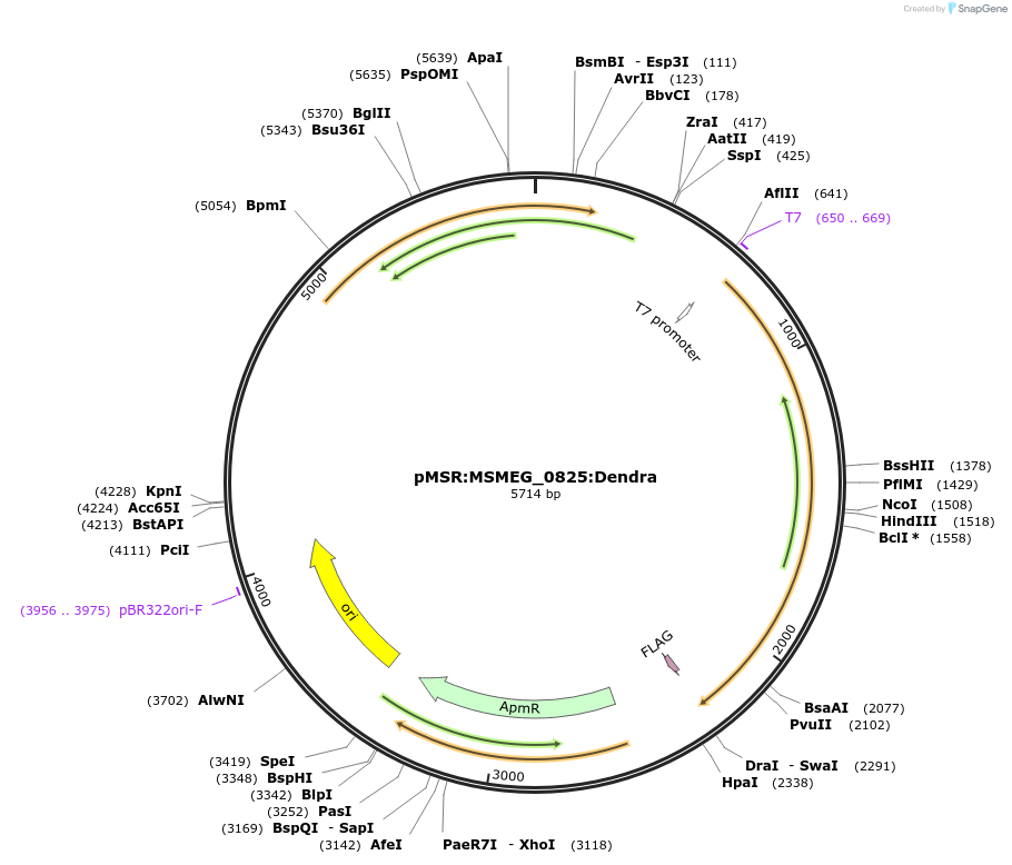 174912-plasmid-map-sequence-id-345416