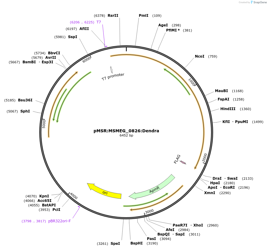 174920-plasmid-map-sequence-id-345417