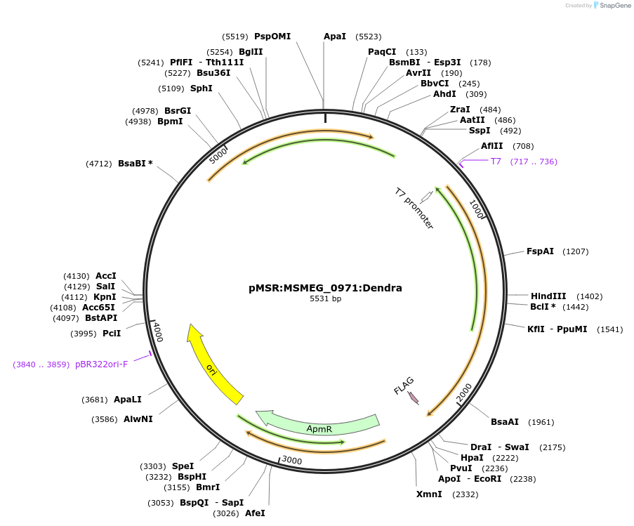 174960-plasmid-map-sequence-id-345423