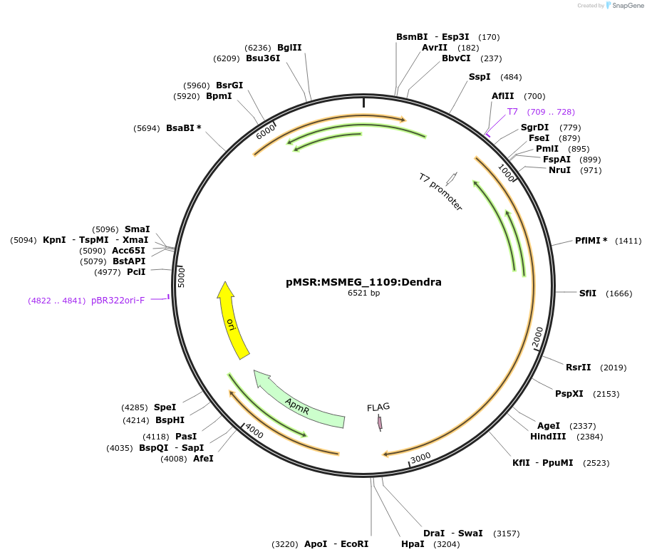 174984-plasmid-map-sequence-id-345424