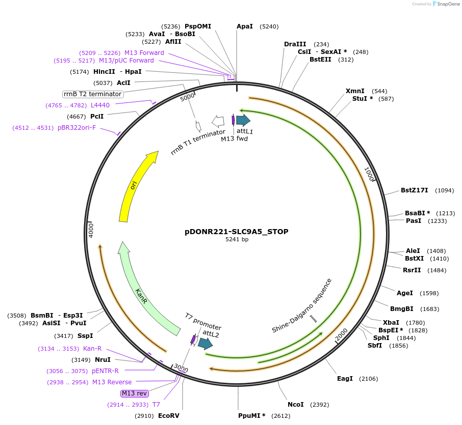 161329-plasmid-map-sequence-id-345426