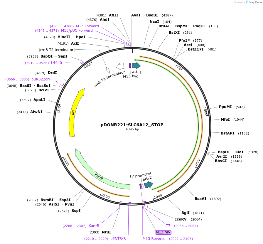 161337-plasmid-map-sequence-id-345427