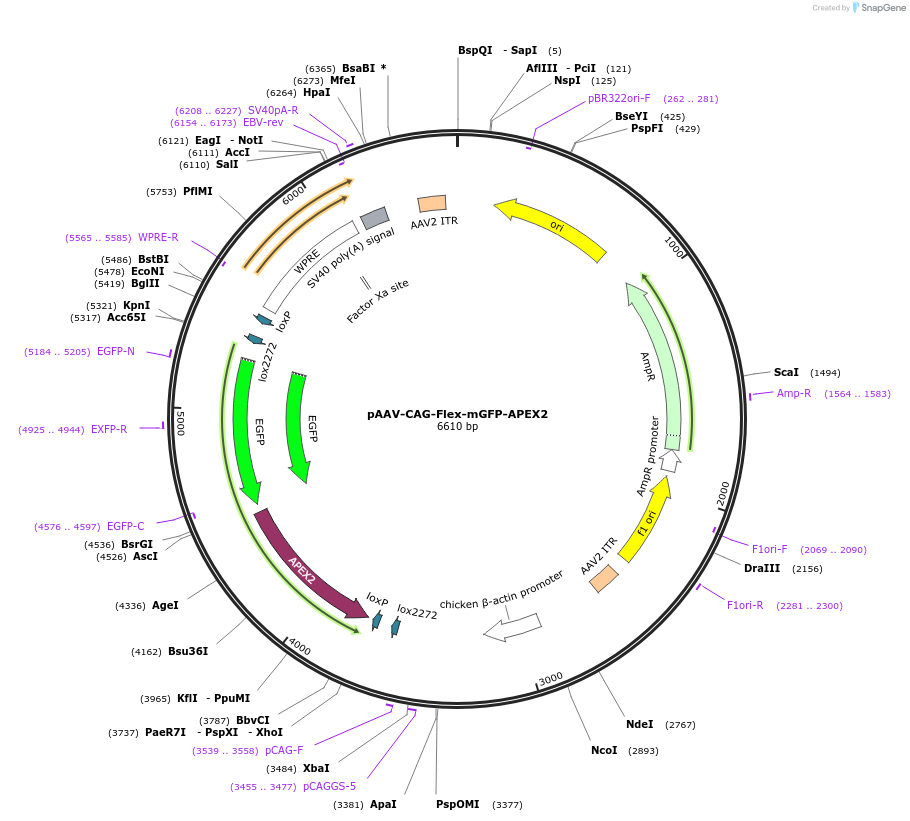 171936-plasmid-map-sequence-id-345432