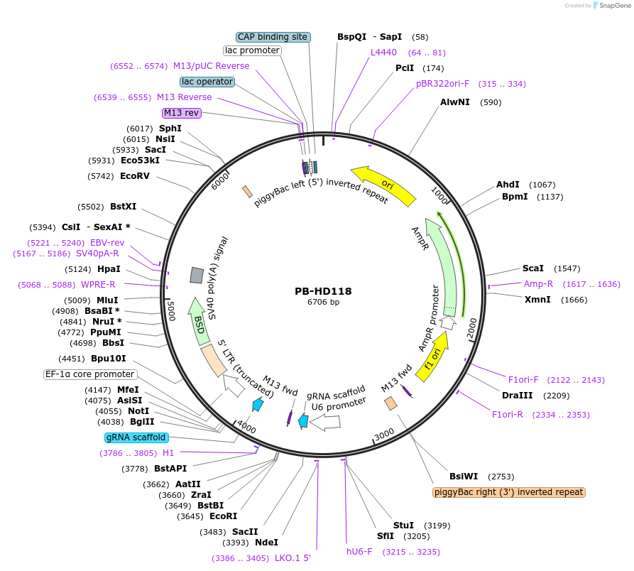 172655-plasmid-map-sequence-id-345455