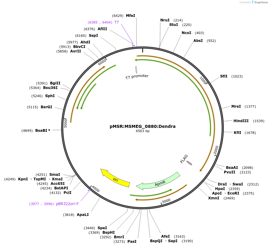 174928-plasmid-map-sequence-id-345456