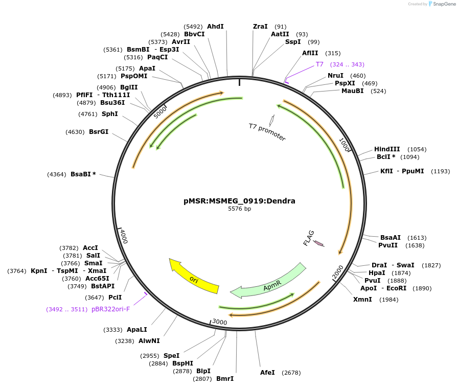 174936-plasmid-map-sequence-id-345459