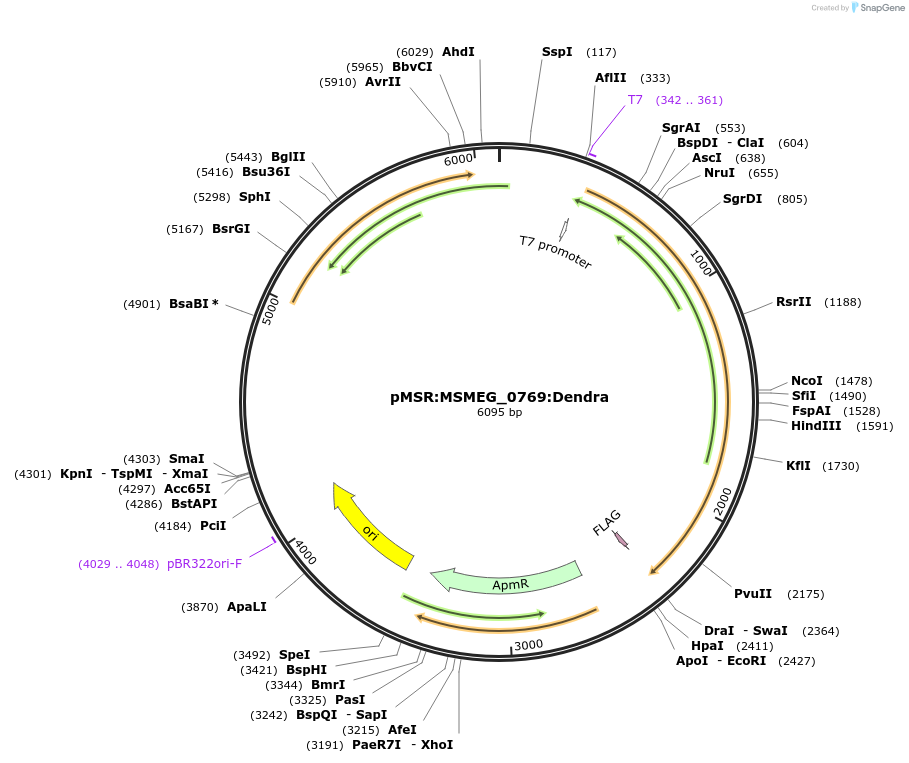 174911-plasmid-map-sequence-id-345460