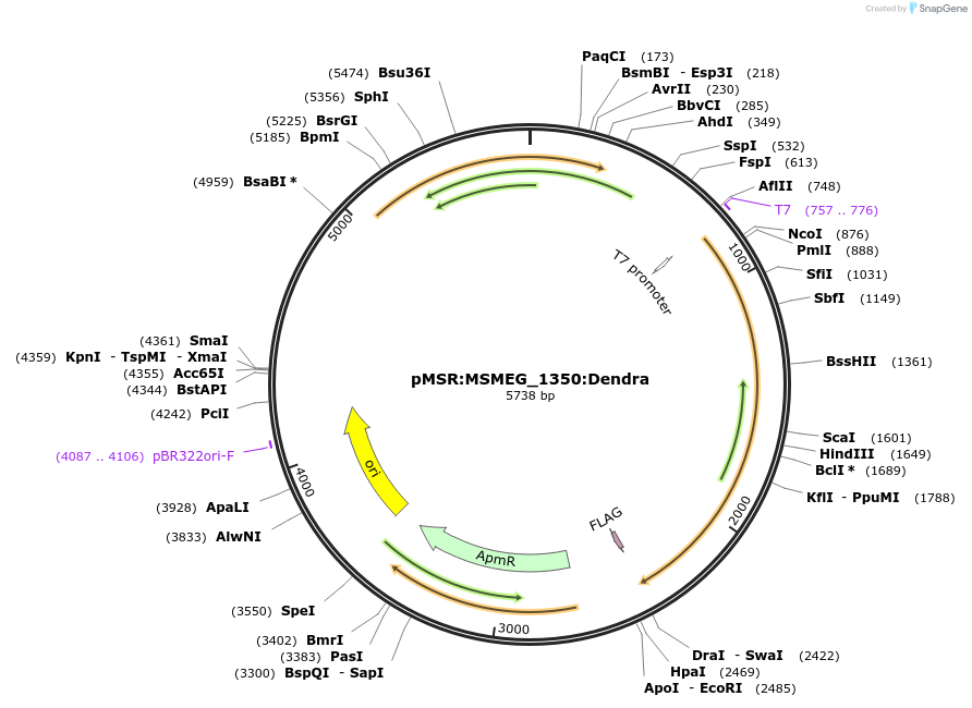 174999-plasmid-map-sequence-id-345461