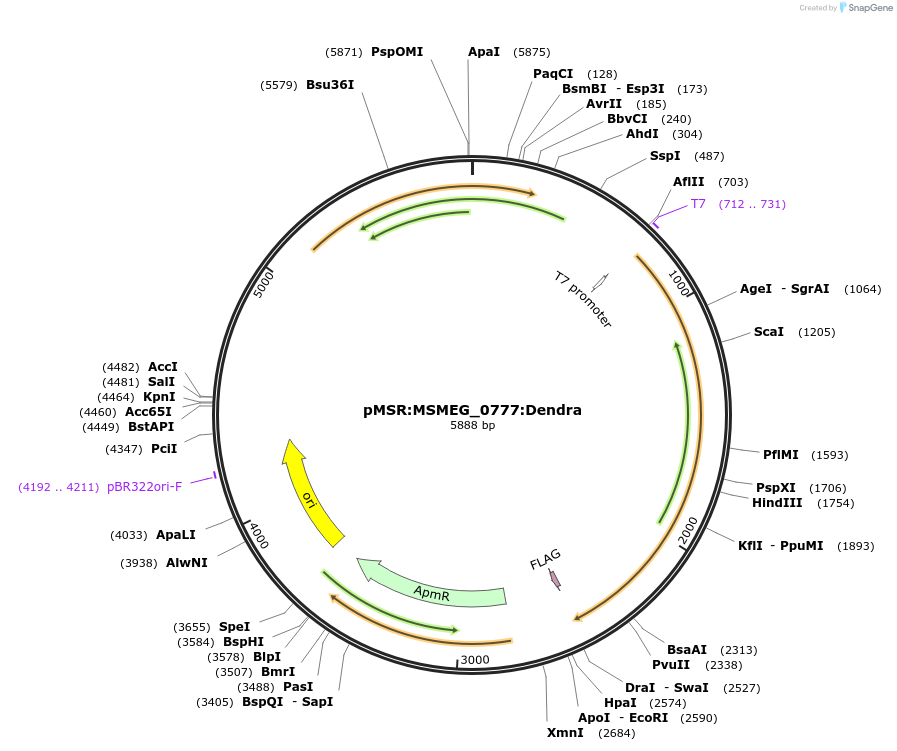174913-plasmid-map-sequence-id-345462