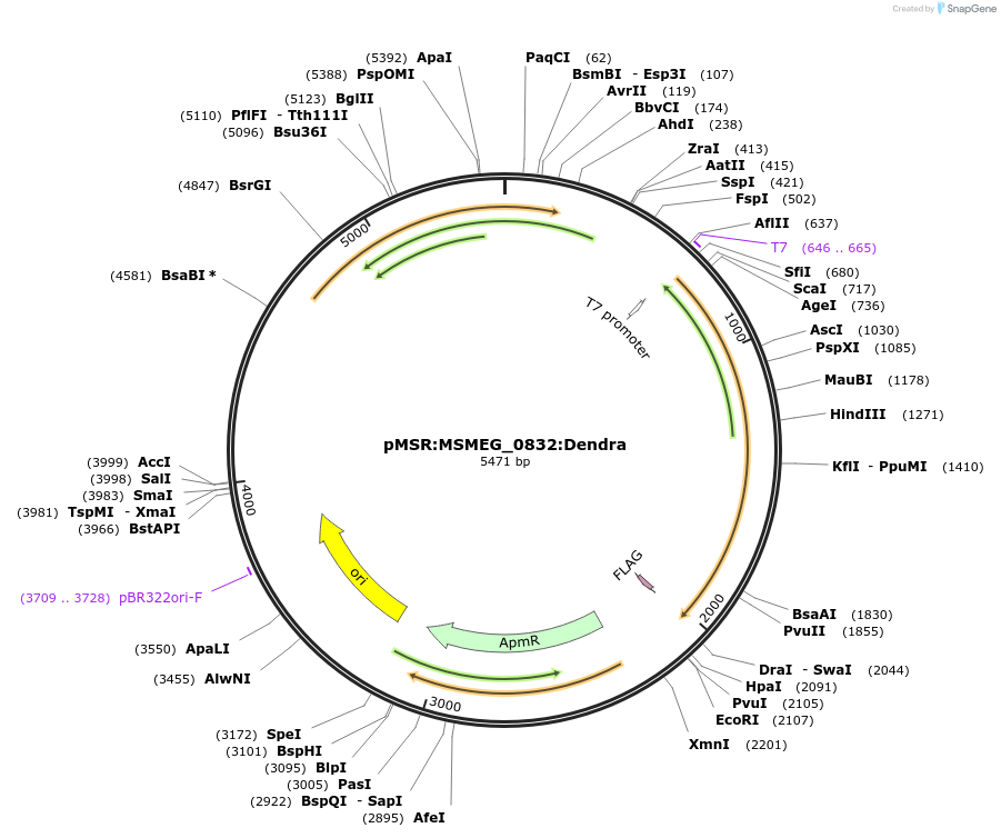174921-plasmid-map-sequence-id-345463