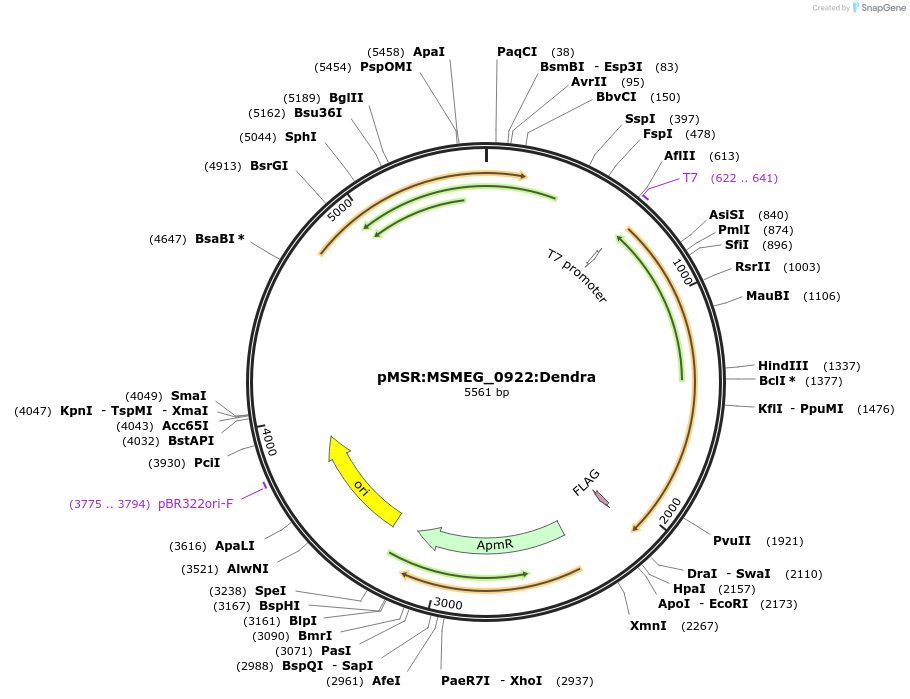 174937-plasmid-map-sequence-id-345465