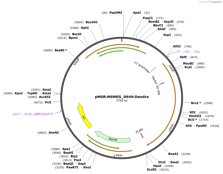 174953-plasmid-map-sequence-id-345466