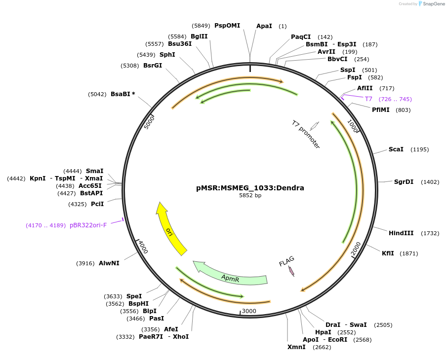 174969-plasmid-map-sequence-id-345467