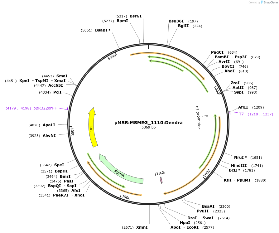 174985-plasmid-map-sequence-id-345470