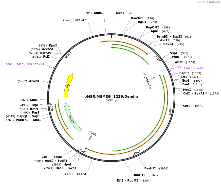 174993-plasmid-map-sequence-id-345471