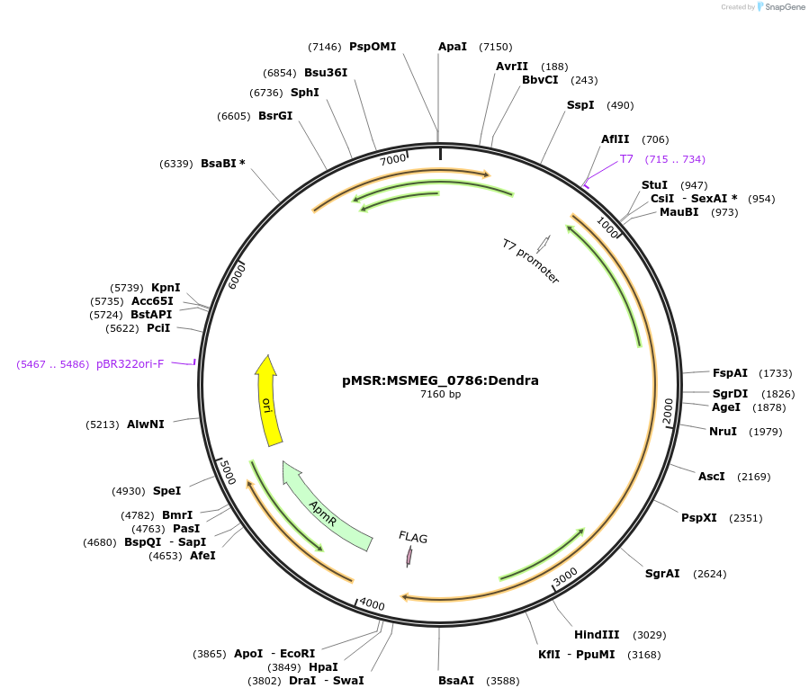174914-plasmid-map-sequence-id-345473