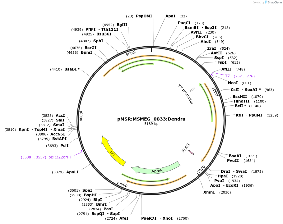 174922-plasmid-map-sequence-id-345474
