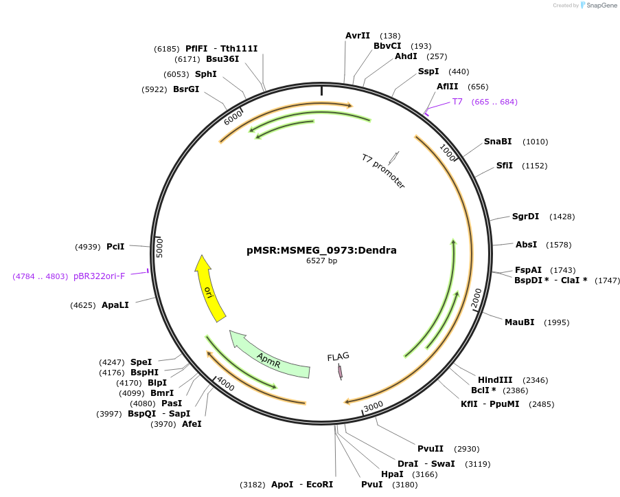 174962-plasmid-map-sequence-id-345476