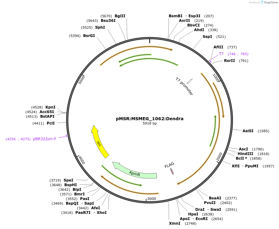174978-plasmid-map-sequence-id-345478