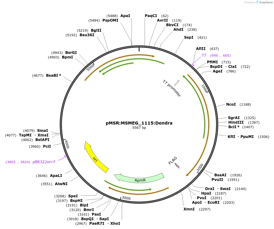 174986-plasmid-map-sequence-id-345479