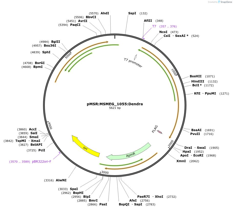 174977-plasmid-map-sequence-id-345482