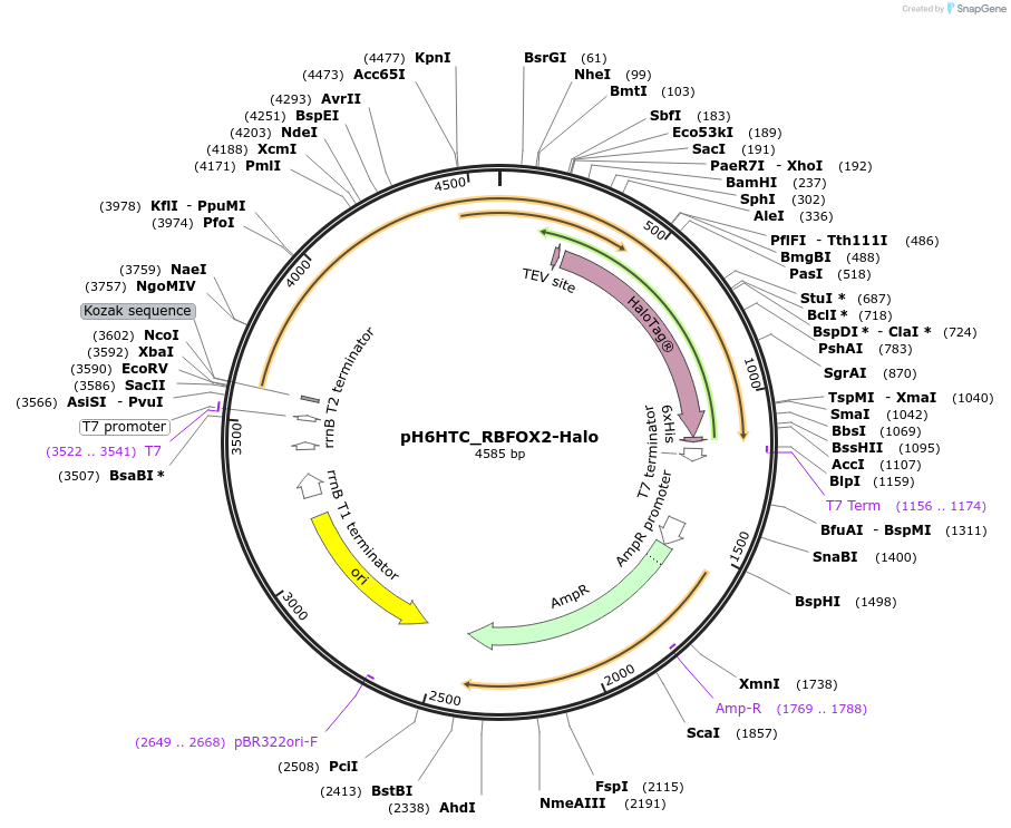 175304-plasmid-map-sequence-id-345489