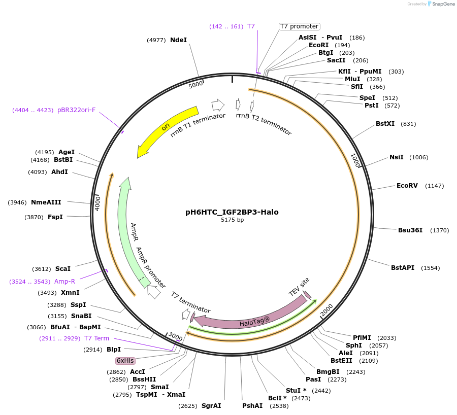 175310-plasmid-map-sequence-id-345492
